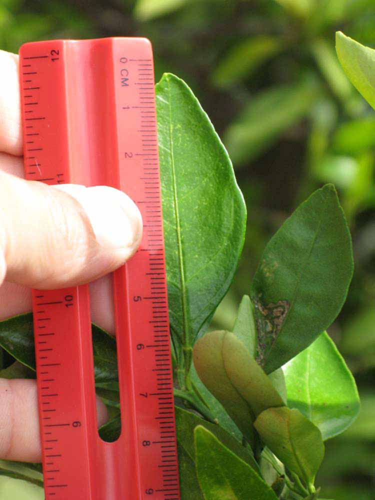              Unifoliolate leaf of citrangequat (Winter Haven,   FL)       